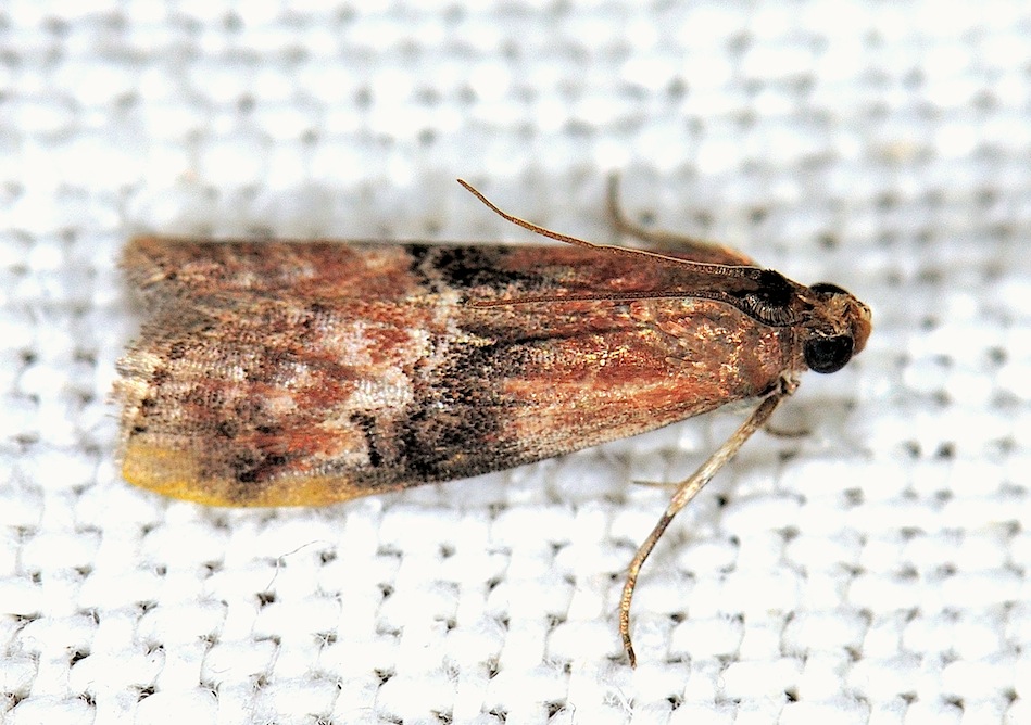 Pempelia formosa